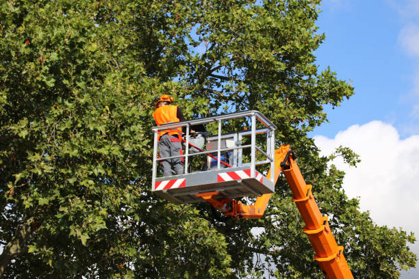How Our Tree Care Process Works  in  New Richmond, WI