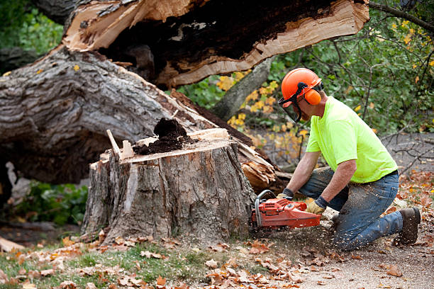 Best Soil Testing and Treatment  in New Richmond, WI
